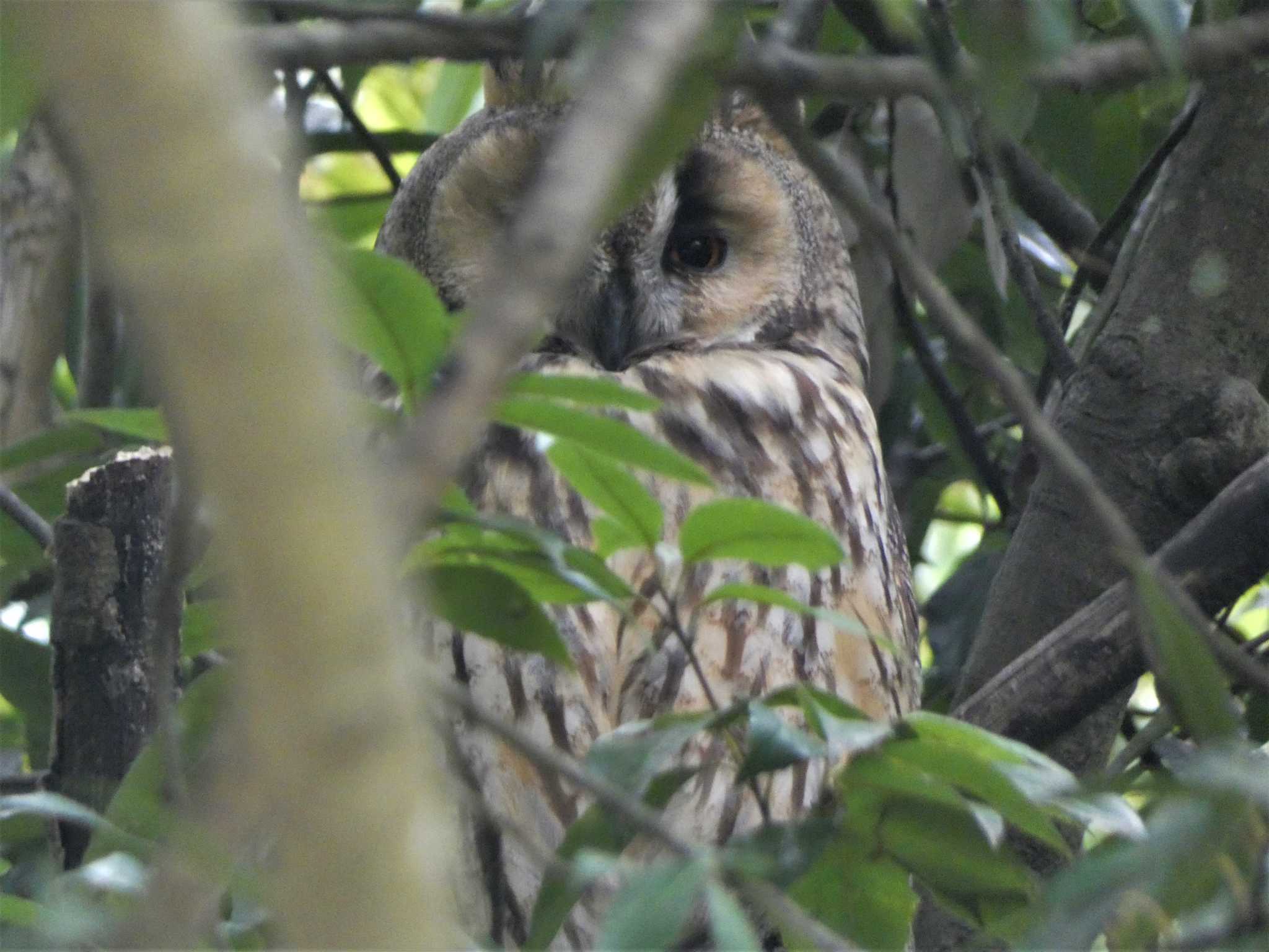 Long-eared Owl