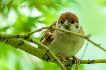 Fri, 5/21/2021 Birding report at 都内市街地