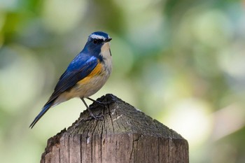 Red-flanked Bluetail Hattori Ryokuchi Park Sun, 3/5/2017