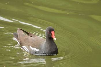 2021年5月16日(日) 都立浮間公園の野鳥観察記録