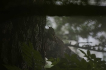 キクイタダキ 富士山  2016年6月18日(土)