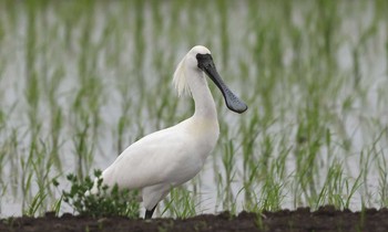 クロツラヘラサギ 場所が不明 2021年5月20日(木)