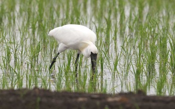 クロツラヘラサギ 場所が不明 2021年5月20日(木)