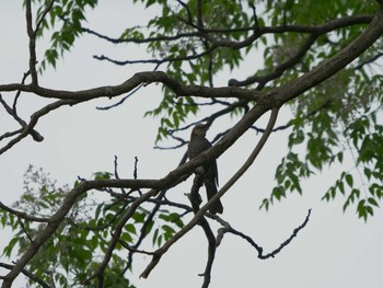 Brown-eared Bulbul Matsue Castle Fri, 5/21/2021