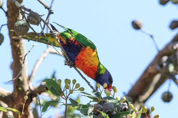 Rainbow Lorikeet Lake Colac Wed, 2/8/2017