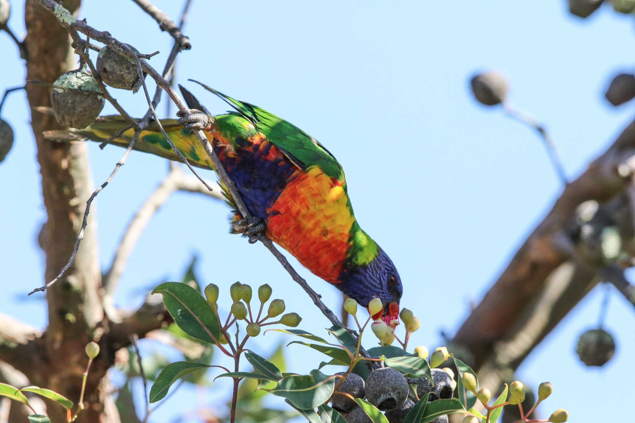 Photo of Rainbow Lorikeet at Lake Colac by Trio