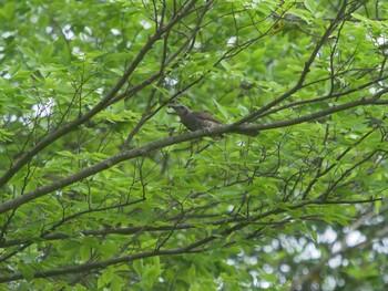 2021年5月21日(金) 松江城の野鳥観察記録