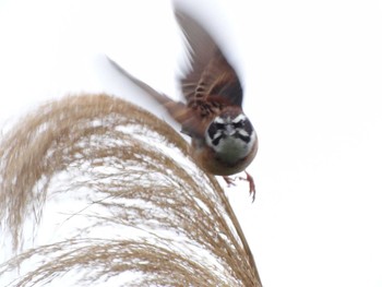 Meadow Bunting 淀川河川公園 Sat, 5/1/2021