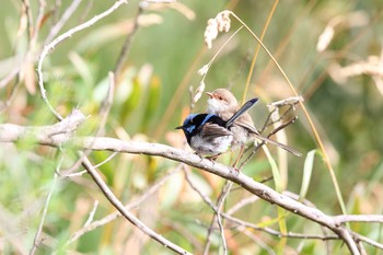 Superb Fairywren Twelve Apostles Motel & Country Retreat Mon, 2/6/2017