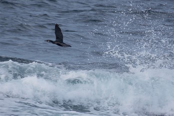 Japanese Cormorant 城ヶ島 Tue, 3/7/2017