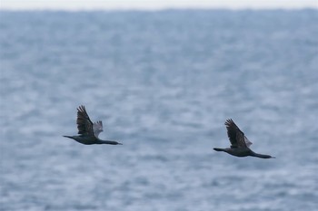 Pelagic Cormorant 城ヶ島 Tue, 3/7/2017