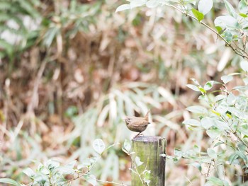 ミソサザイ 川崎市　東高根森林公園 2017年3月7日(火)