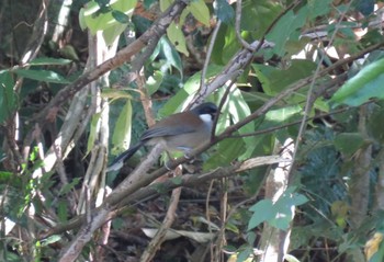 White-cheeked Laughingthrush