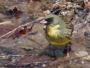 Masked Bunting Senjogahara Marshland Mon, 5/10/2021