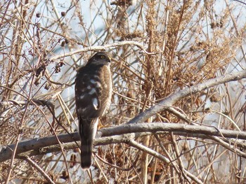 2021年1月16日(土) 多摩川（是政橋付近）の野鳥観察記録