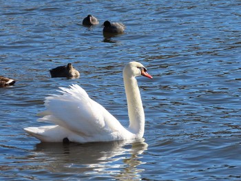 2021年1月30日(土) 手賀沼の野鳥観察記録