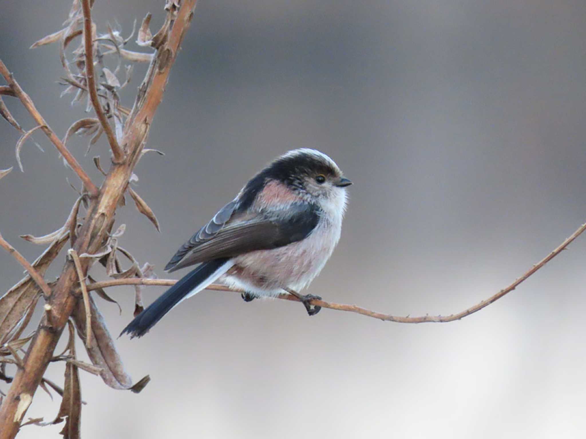 Photo of Long-tailed Tit at ふれあい松戸川 by Naomi♪