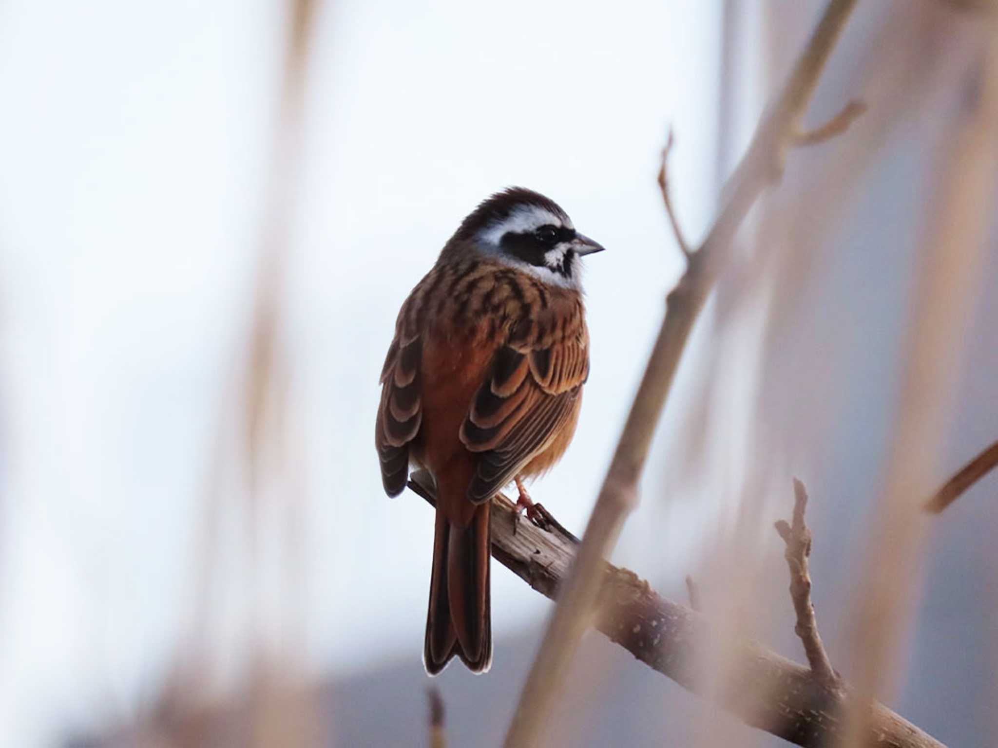 Meadow Bunting