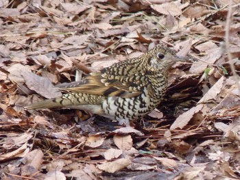 トラツグミ 長居公園植物園 2017年3月8日(水)