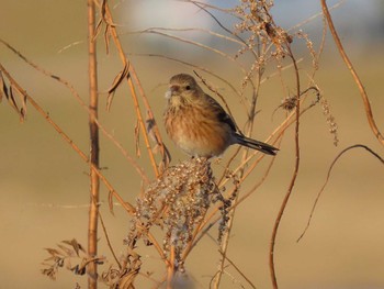 2021年2月6日(土) ふれあい松戸川の野鳥観察記録