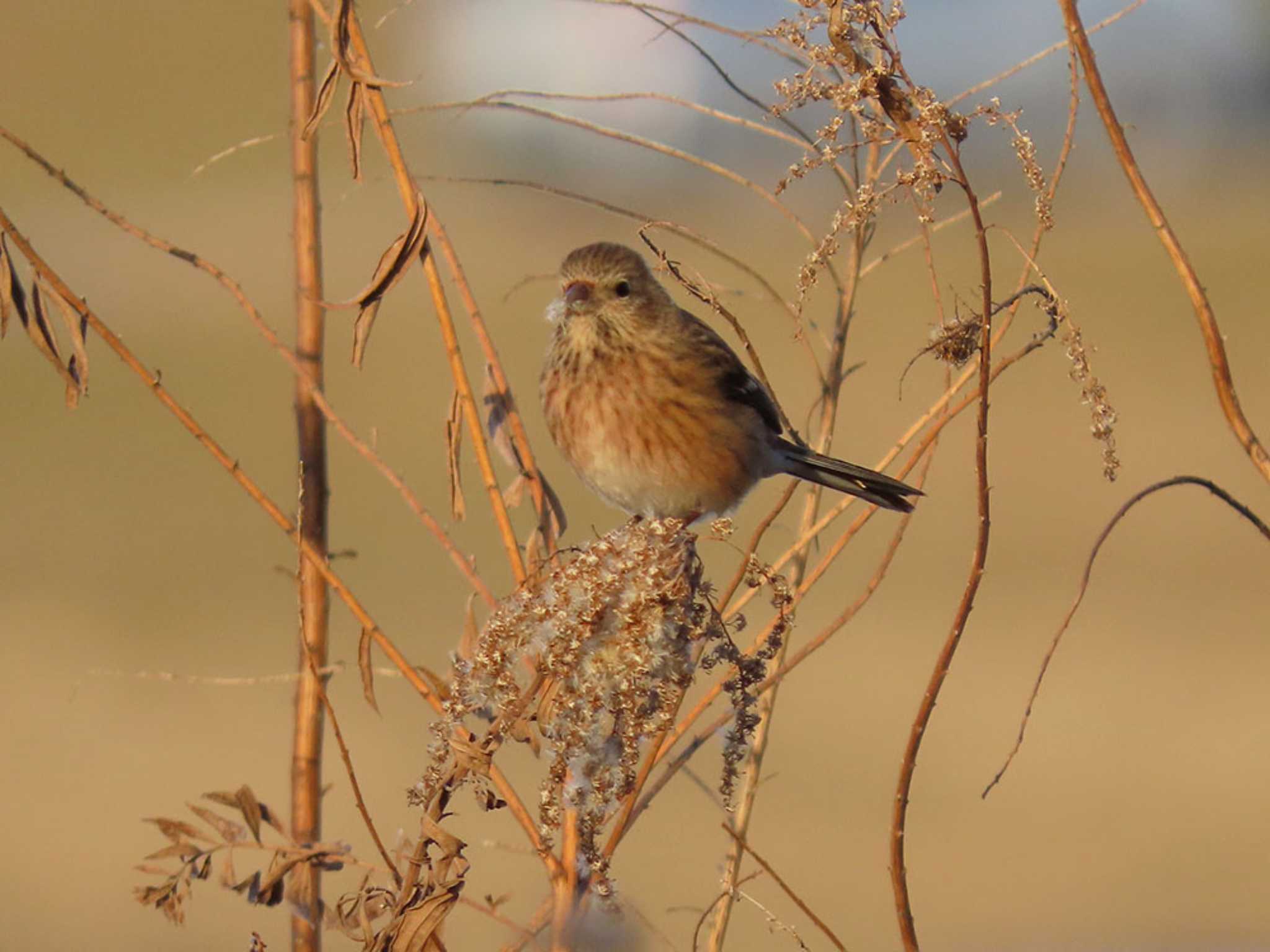 Siberian Long-tailed Rosefinch