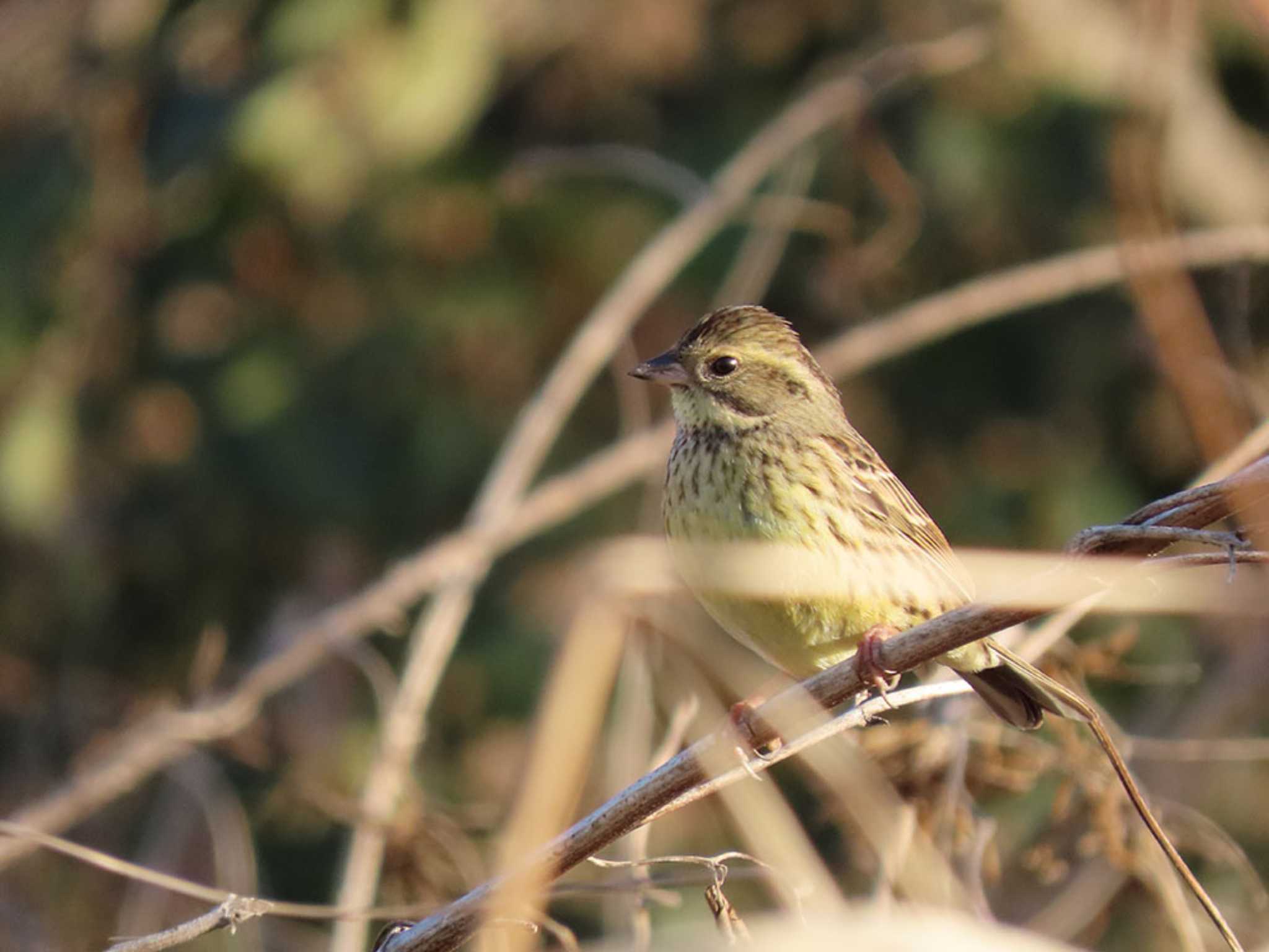 Photo of Masked Bunting at ふれあい松戸川 by Naomi♪