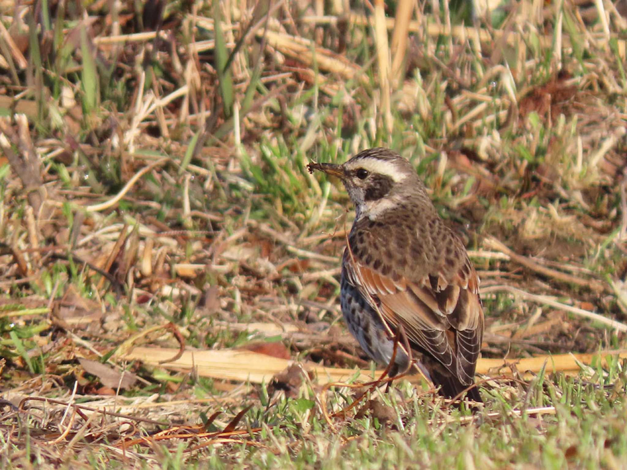 Dusky Thrush