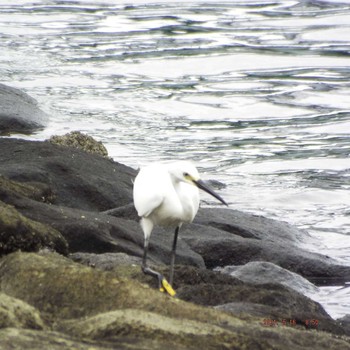 Little Egret 豊洲 Sun, 5/16/2021