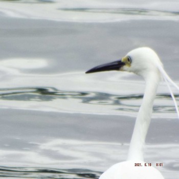 Little Egret 豊洲 Sun, 5/16/2021