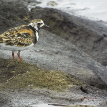 Ruddy Turnstone 豊洲 Sun, 5/16/2021