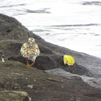 Ruddy Turnstone 豊洲 Sun, 5/16/2021