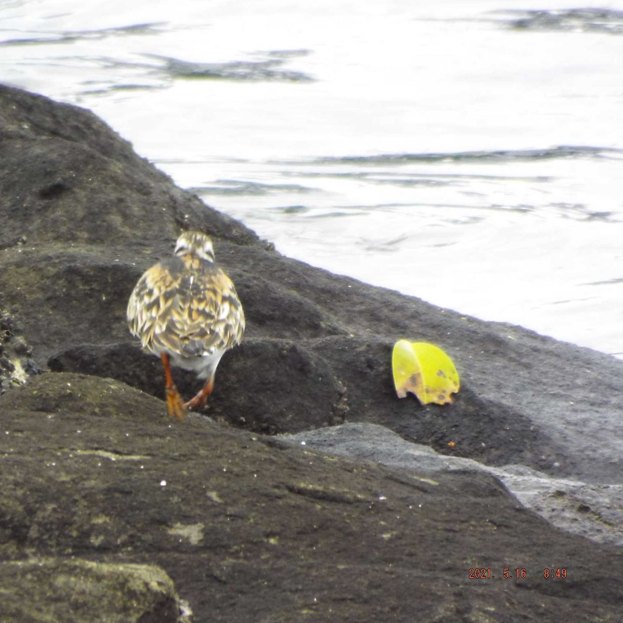 Photo of Ruddy Turnstone at 豊洲 by K2Uchihira