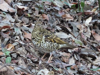2021年2月7日(日) 東高根森林公園の野鳥観察記録