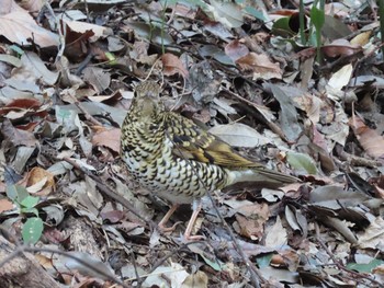 Sun, 2/7/2021 Birding report at Higashitakane Forest park