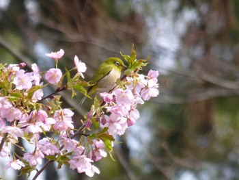 Warbling White-eye Nagai Botanical Garden Wed, 3/8/2017