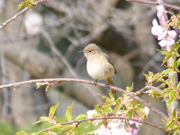 Daurian Redstart Nagai Botanical Garden Wed, 3/8/2017