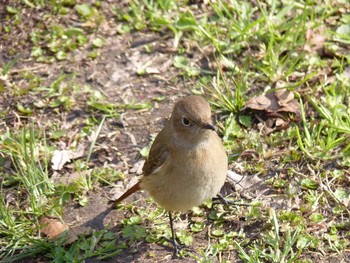 ジョウビタキ 長居公園植物園 2017年3月8日(水)