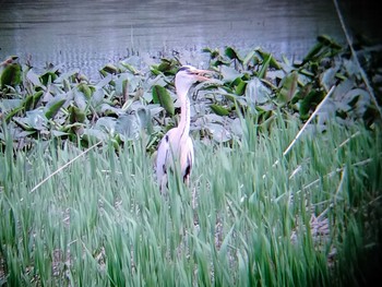 2021年5月22日(土) あいの里公園の野鳥観察記録