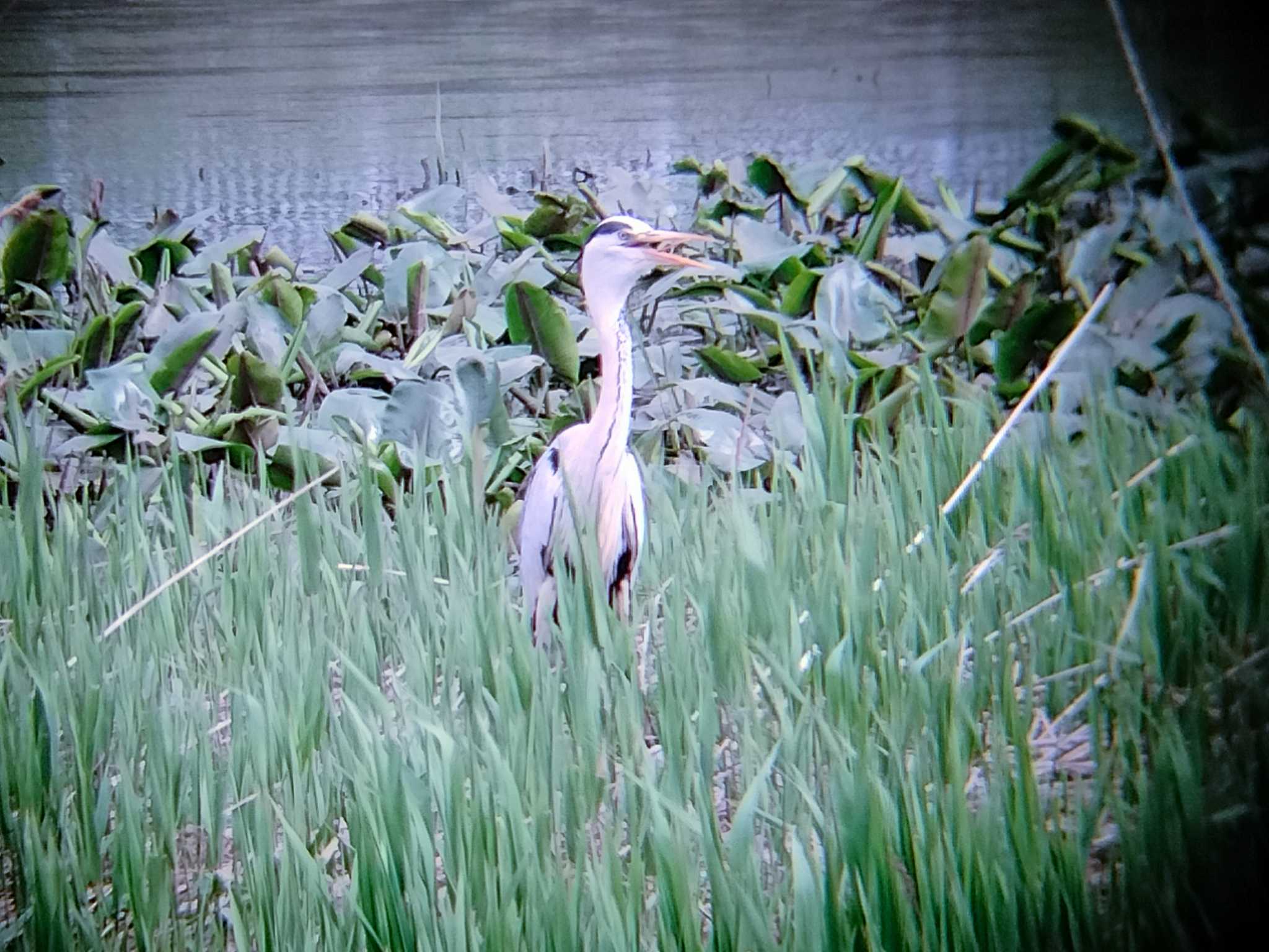 Grey Heron