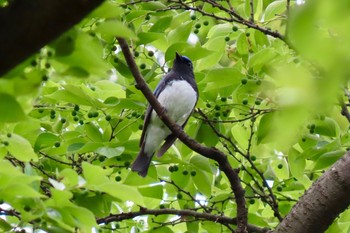 Blue-and-white Flycatcher Shakujii Park Sun, 4/25/2021
