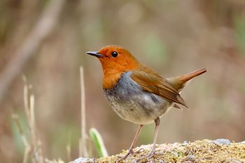 Japanese Robin Yanagisawa Pass Mon, 5/3/2021