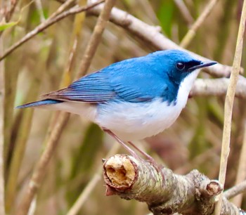 Siberian Blue Robin Yanagisawa Pass Mon, 5/3/2021