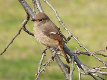 Daurian Redstart Nagai Botanical Garden Wed, 3/8/2017