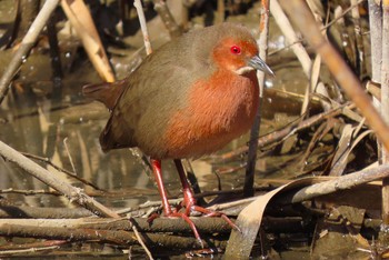 Ruddy-breasted Crake 荒川生物生態園(東京都板橋区) Thu, 2/11/2021