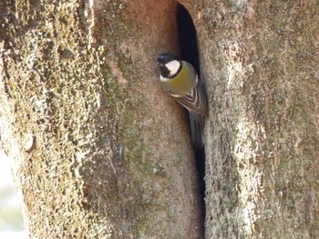 シジュウカラ 長居公園植物園 2017年3月8日(水)