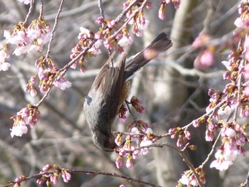 ヒヨドリ 長居公園植物園 2017年3月8日(水)