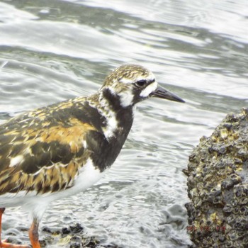 Ruddy Turnstone 豊洲 Sat, 5/22/2021