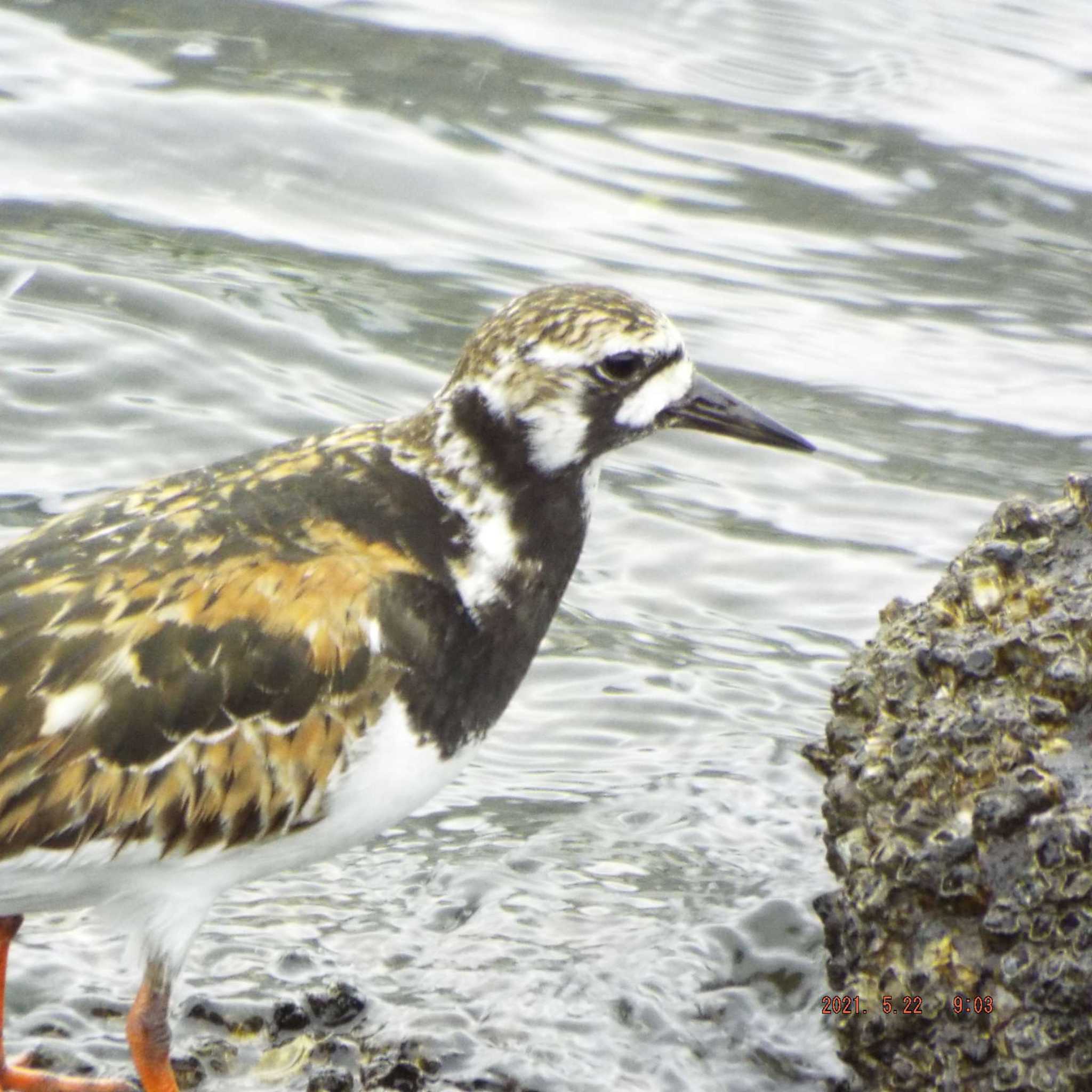 Photo of Ruddy Turnstone at 豊洲 by K2Uchihira