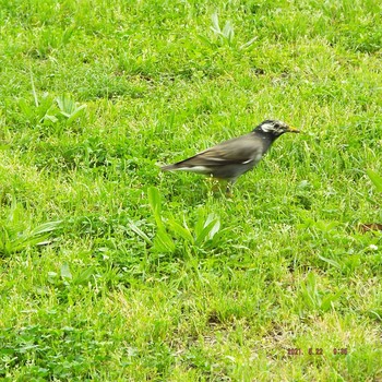 White-cheeked Starling 豊洲 Sat, 5/22/2021