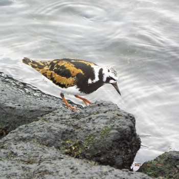 Ruddy Turnstone 豊洲 Sat, 5/22/2021